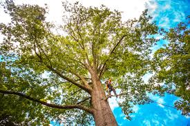 Best Pest Control for Lawns  in Monte Sereno, CA