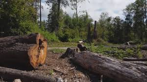 Mulching Services in Monte Sereno, CA