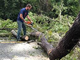 Best Root Management and Removal  in Monte Sereno, CA