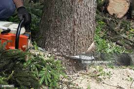 Best Hazardous Tree Removal  in Monte Sereno, CA