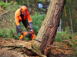 Best Arborist Consultation Services  in Monte Sereno, CA