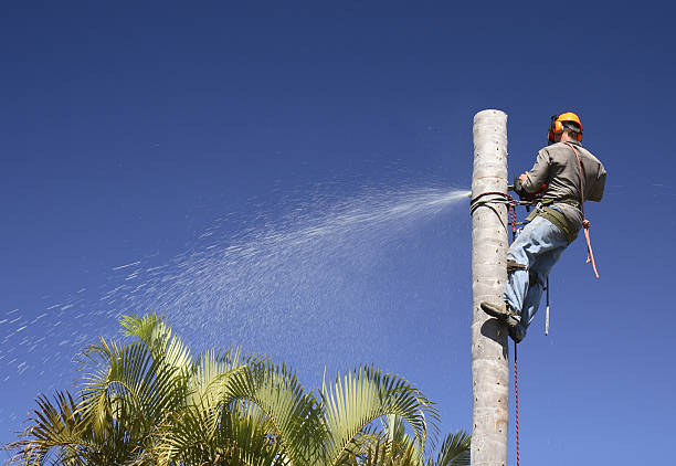 Best Hedge Trimming  in Monte Sereno, CA