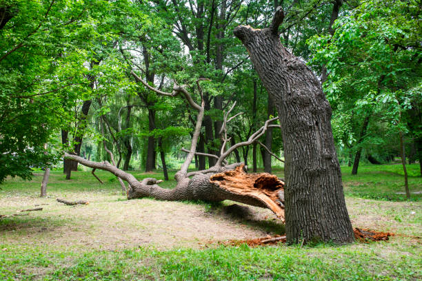 Best Utility Line Clearance  in Monte Sereno, CA