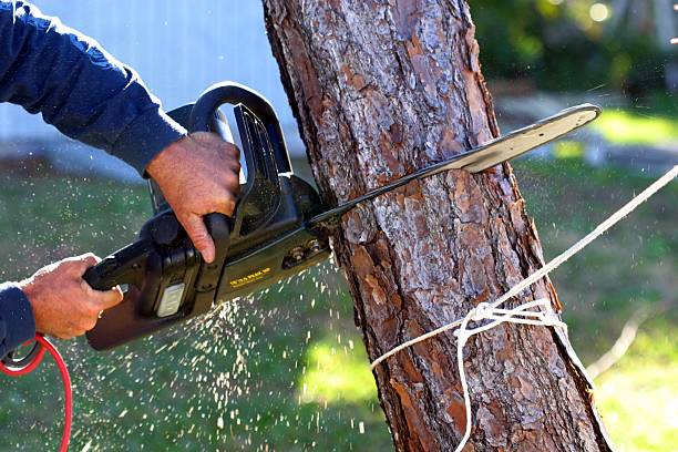 How Our Tree Care Process Works  in  Monte Sereno, CA