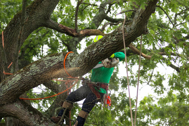 Pest Control for Lawns in Monte Sereno, CA
