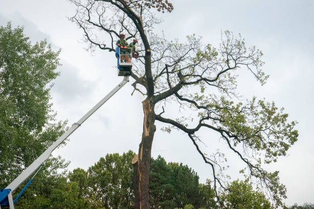 Best Firewood Processing and Delivery  in Monte Sereno, CA
