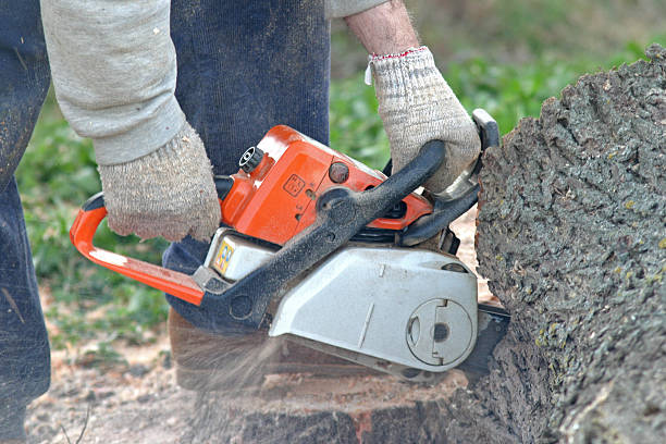 Best Tree Preservation Services  in Monte Sereno, CA
