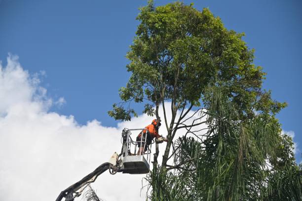 Best Tree Disease Treatment  in Monte Sereno, CA