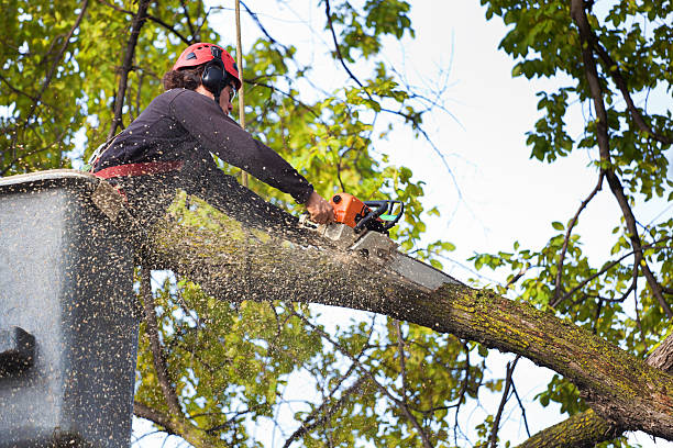 Best Emergency Tree Removal  in Monte Sereno, CA