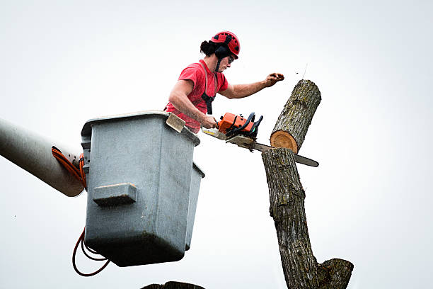 Best Tree Health Inspection  in Monte Sereno, CA