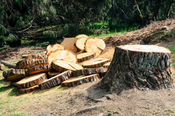 Best Fruit Tree Pruning  in Monte Sereno, CA